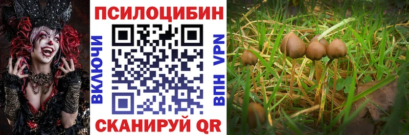 наркота  darknet как зайти  Псилоцибиновые грибы Psilocybe  Калининец 